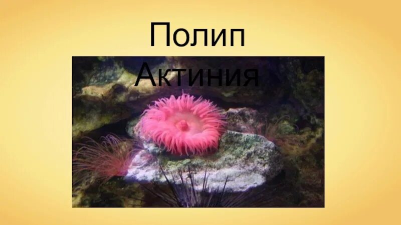 Значение кишечнополостных 7