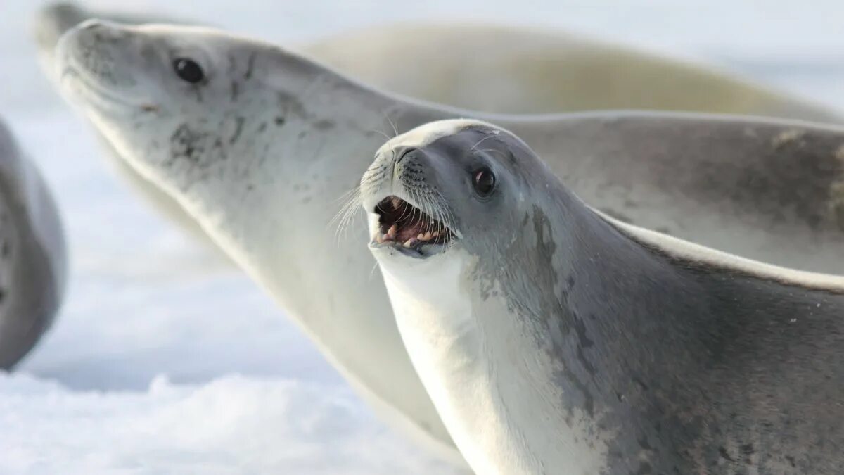 Зубы тюленя. Тюлень-крабоед. Тюлень крабоед в Антарктиде. Тюлень крабоед Lobodon carcinophagus. Ластоногие Антарктиды.
