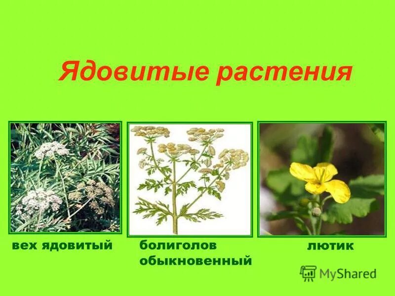 Ядовитые травы луга. Пастернак луговой. Лютик едкий (ranúnculus ácris. Калужница, едкий лютик. Лютик едкий.