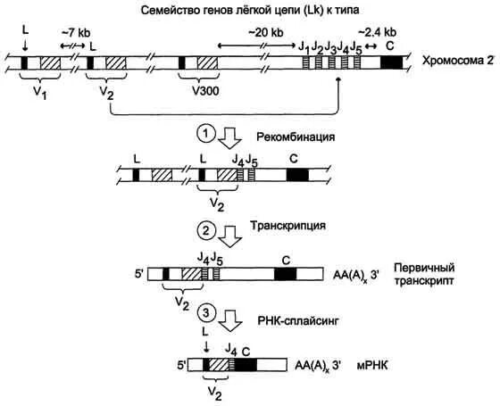 15 D-мини-генов