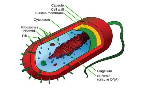 File:Average prokaryote cell- en.svg - Wikipedia