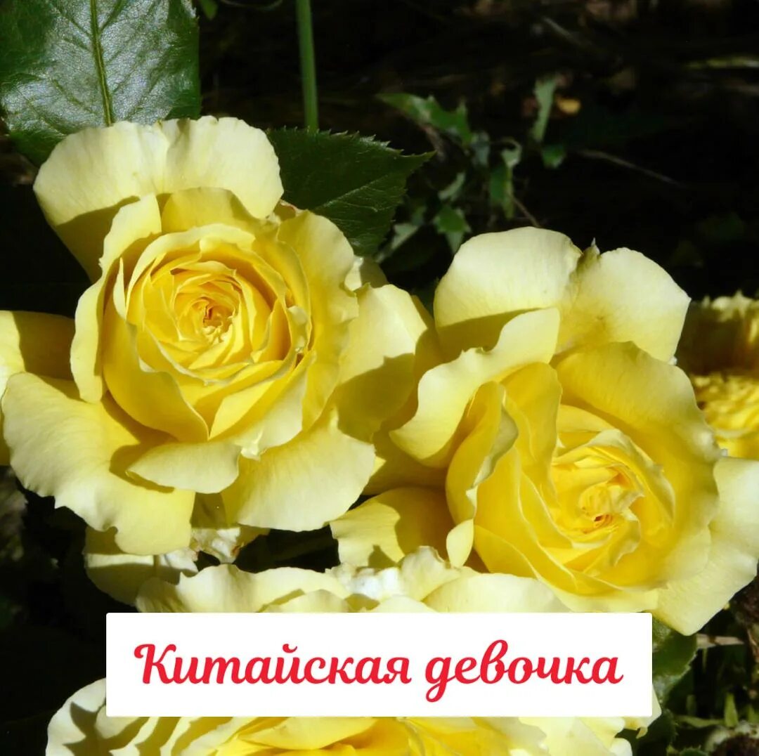 Чина герл. Чина герл. Чина герл. Флорибунда чайна герл. Чина герл.