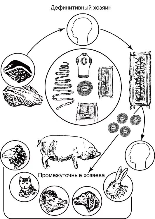 Цикле развития ленточных червей. Жизненный цикл ленточных червей схема. цикл развития ленточных червей. цикл развития ленточного червя схема. цикл развития цестод схема.