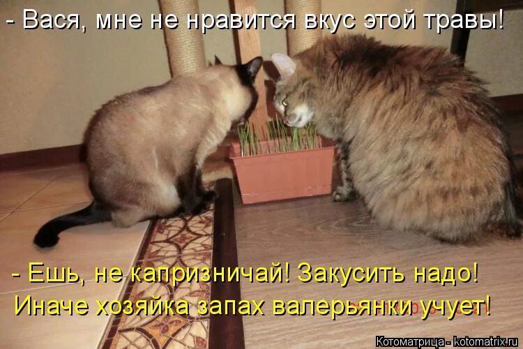 Место жуя. Картинка ахахахахаха. Не жевать. Место жуя. Удаление зуба мудрости рекомендации после удаления.