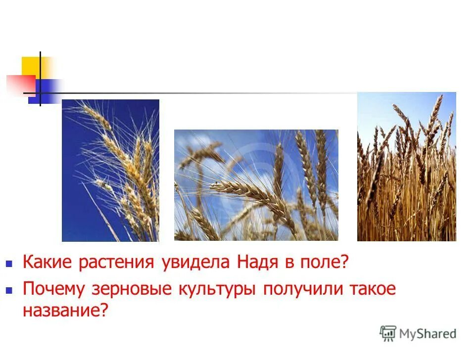 Почему зерно украины