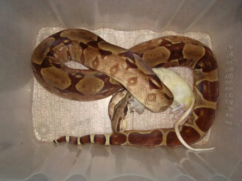 Удав обыкновенный boa constrictor. Удав главная. Костюм змеи питон. Питон удав анаконда в чем. Удав главная.
