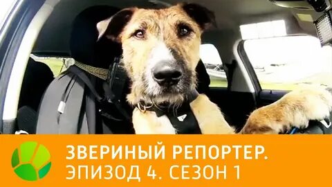 Звериный репортер