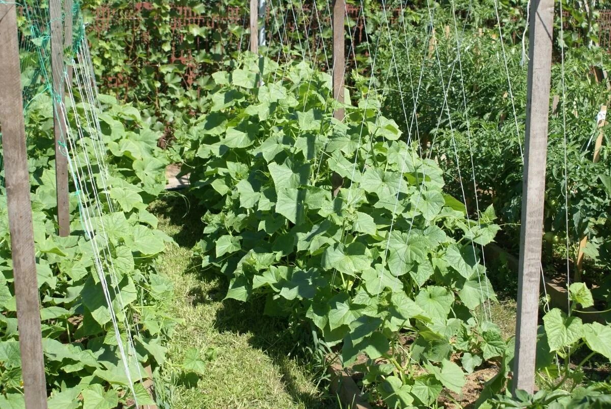 По 2 огурца в лунку. Огурцы на шпалере (сергей дьяков). Огурцы в открытом грунте для начинающих. Огуречный каскад грядка. Огурцы в открытом грунте для начинающих.