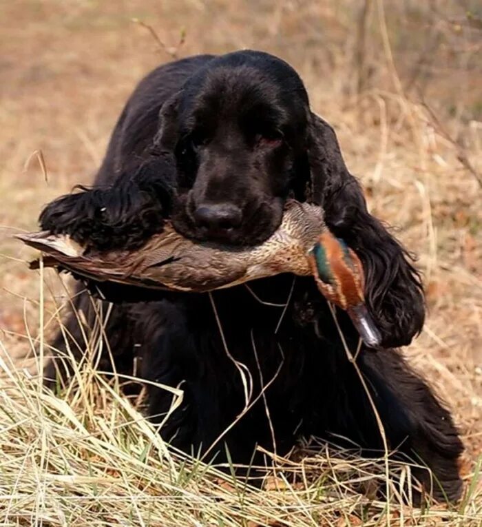 английский кокер спаниель охотничий. продается охотничья собака. метис русского спаниеля и курцхаара. виды скрещивания собак. охотничьи собаки черного цвета.