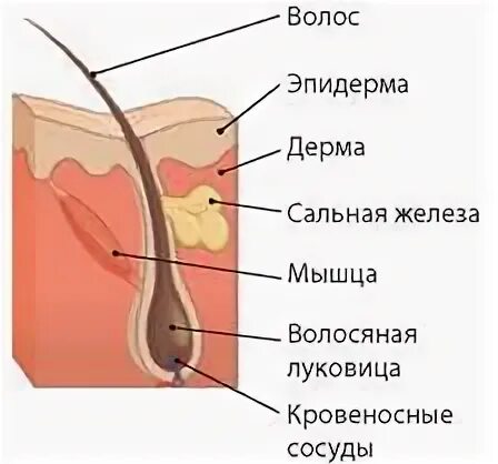 Однороден ли волосяной покров на теле млекопитающего. Строение волосяного фолликула схема. Строение волоса млекопитающих. Строение кожи волосяного Покрова. Строение волоса млекопитающих схема.