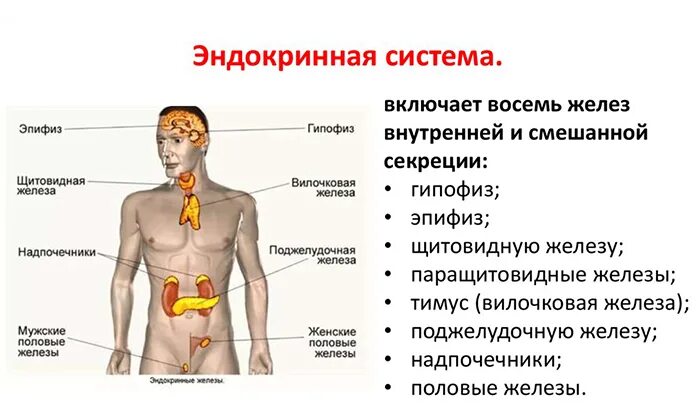 Острая первичная недостаточность надпочечников. Надпочечники симптомы нарушений. Функции гормонов коркового слоя надпочечников. Первичная надпочечниковая недостаточность (болезнь аддисона). Гормоны надпочечников коркового слоя, эндокринология.