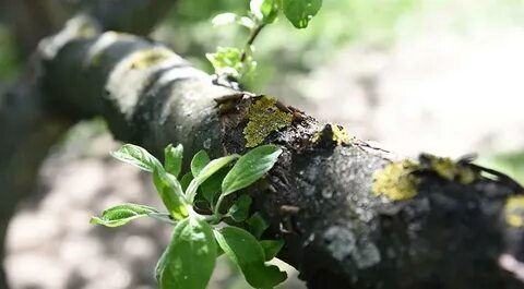 Лишайники на плодовых