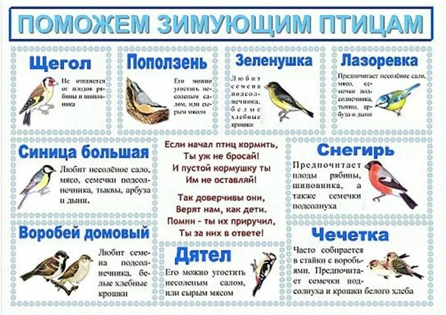 Планирование зимующие птицы. Зимующие птицы. зимующие птицы подмосковья. зимующие птицы для дошкольников. плакат. зимующие птицы..