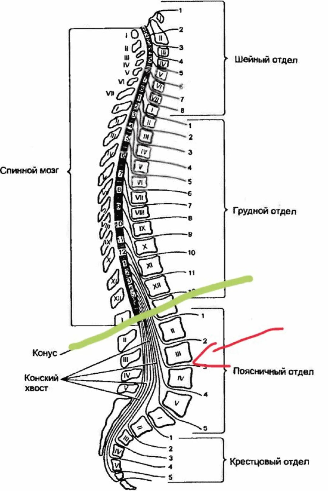 Спинной мозг обозначения. Схема расположения сегментов спинного мозга. Обозначение отделов спинного мозга. Строение позвонка со спинным мозгом. Сегменты s1 s2 спинного мозга.