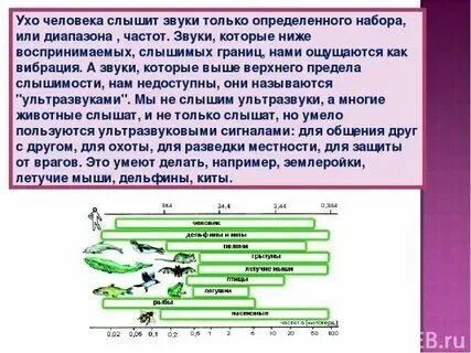 Частота звука воспринимаемая ухом человека