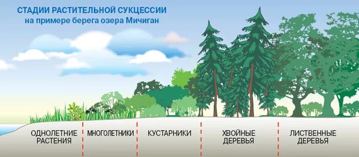 Последовательная закономерная смена сообществ