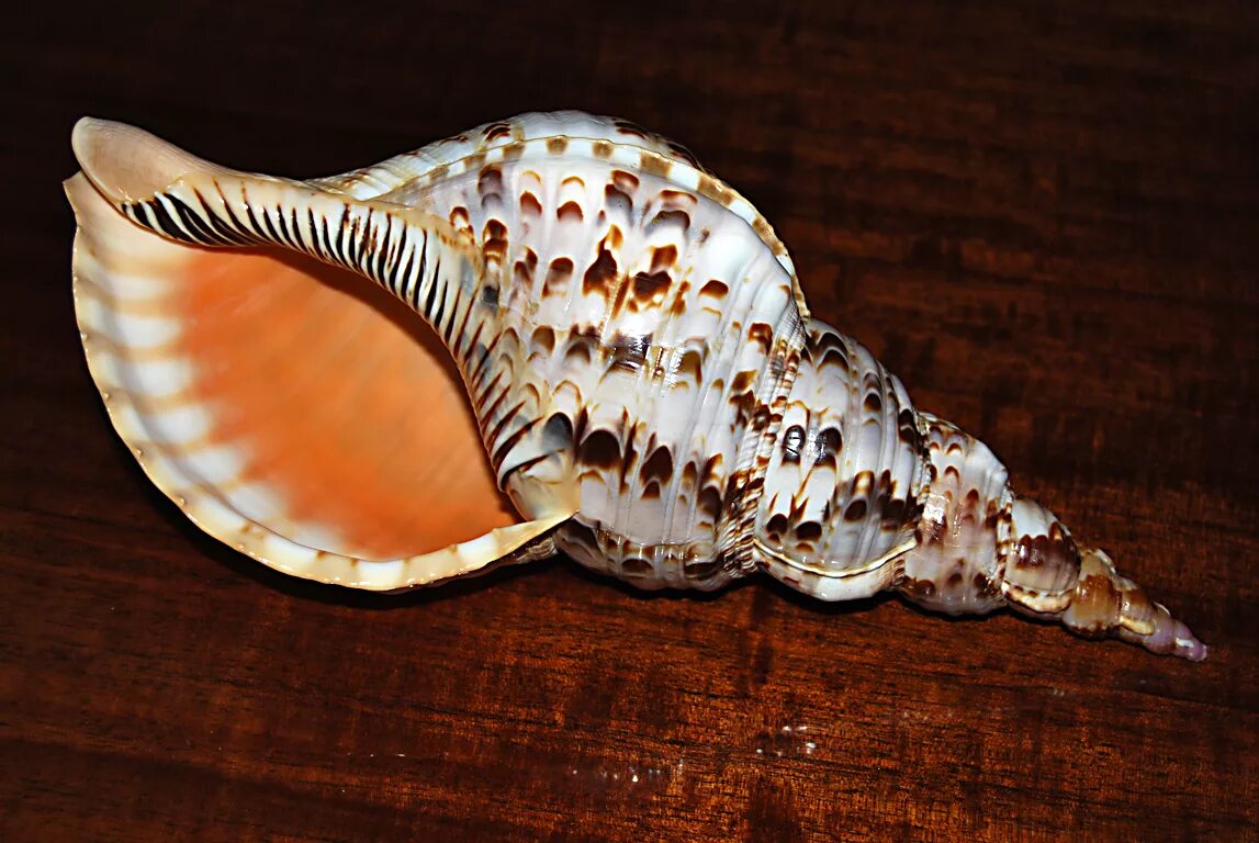 Харония Тритон. Моллюск Харония Тритон. Гигантский Тритон моллюск. Харония Тритонис раковина.
