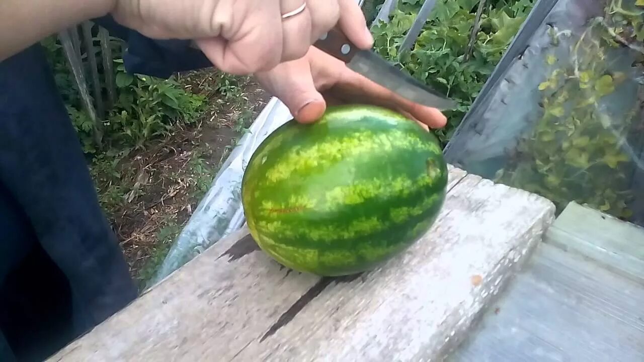 Арбуз в сибири выращивание в открытом