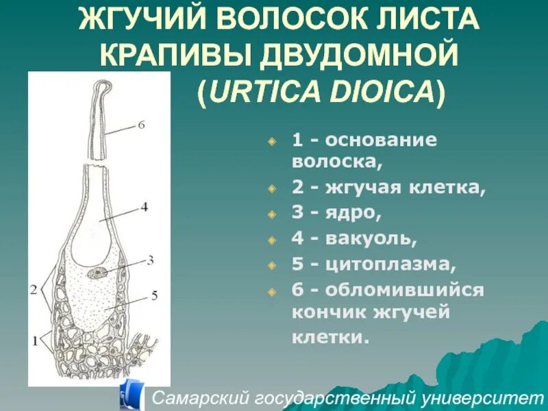 Строение волоска крапивы