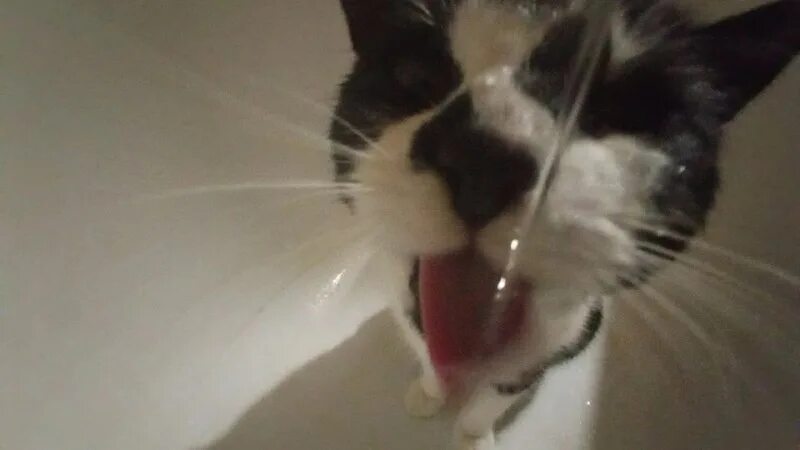 Космический кот. Cat wiggle wiggle wiggle [full song/video]. Кошка. Кот движ. Кот движ.