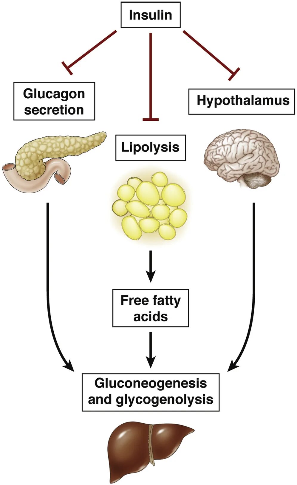 Соматотропин глюкагон. Инсулин и глюкагон. Инсулин и глюкагон схема. Инсулин глюконеогенез. Гормоны антагонисты это инсулин и глюкагон.