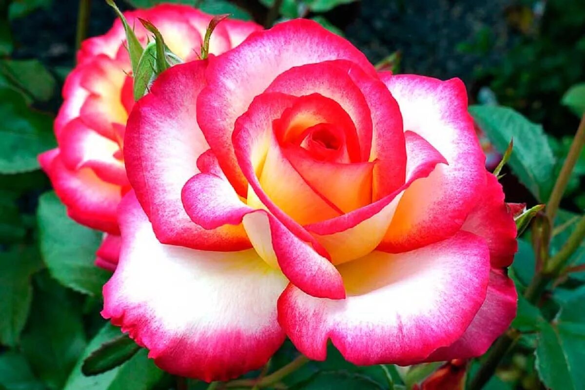Сорта роз фотографии. Двухцветные розы чайно гибридные розы.
