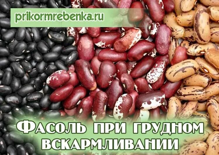 Фасоль при гв. Фасоль при грудном вскармливании. дамам фасоль. фасоль консервированная при грудном вскармливании. можно ли есть фасоль при кормлении.