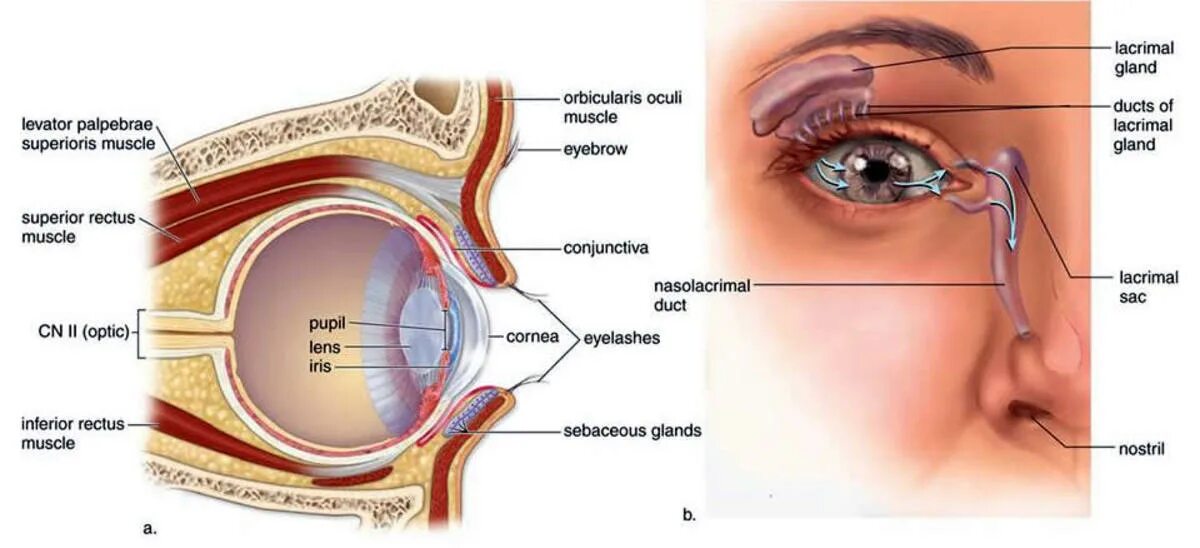 Где взять глаз. Анатомия глаза слезного канала. Строение глаза слезная железа. Слезная железа и слезный мешок. Строение глаза слезный канал.