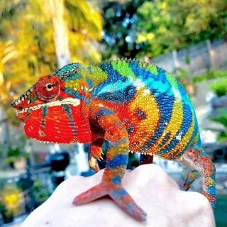 Приватка с коллекцией хамелеон