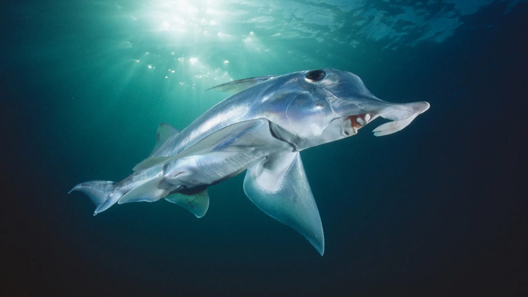 Гигантская акула шарк баскинг. Баскинг шарк акула. Большая акула cetorhinus maximus. Cetorhinus maximus акула. Баскинг шарк акула.