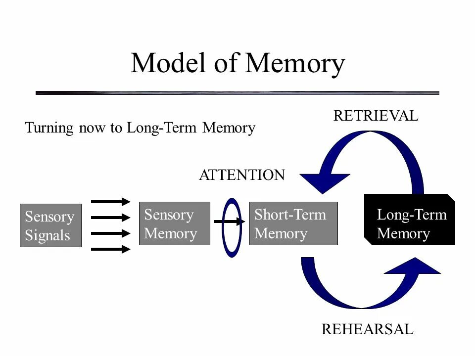 Can of memory. Long term memory. short-term memory, and long-term memory. long short term memory модели. long term memory working memory.