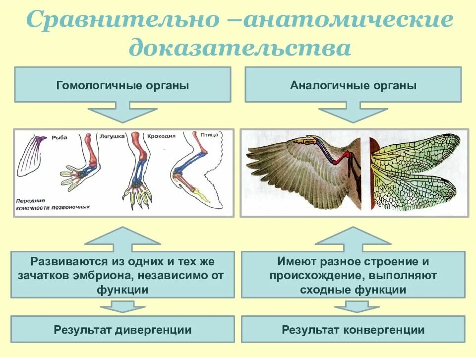 Аналогичные виды органов