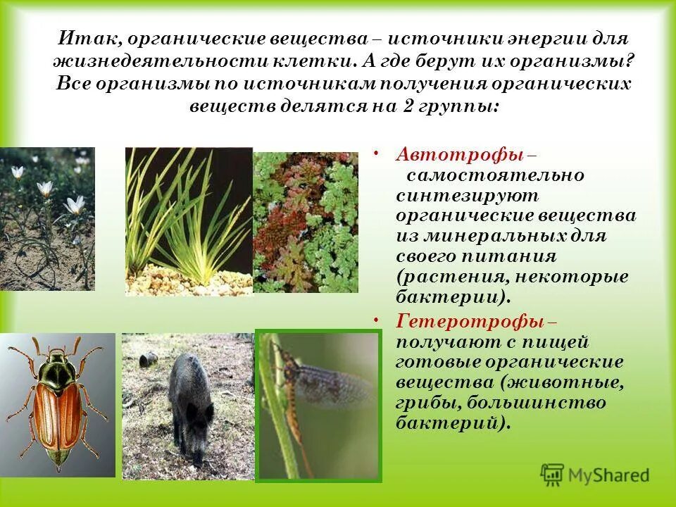 откуда растения получают необходимые для жизнедеятельности вещества. дыхание растений и питание растений фото. органические и минеральные вещества растений. растение живой организм. откуда растения получают необходимые для жизнедеятельности вещества.