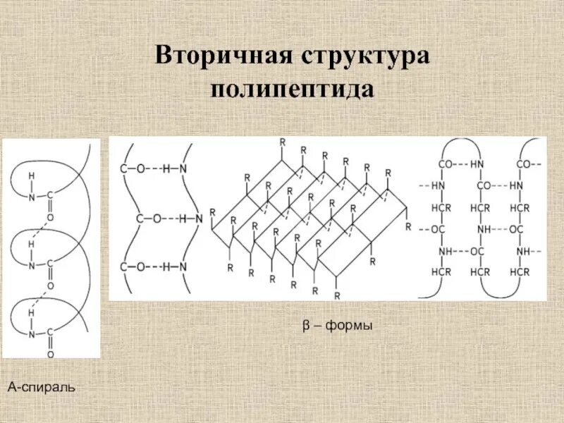 Вторичная структура полипептидов. Вторичная структура полипептидов и белков это. Вторичная структура пол. Вторичная структура белка.