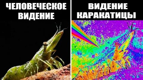 Животное видение