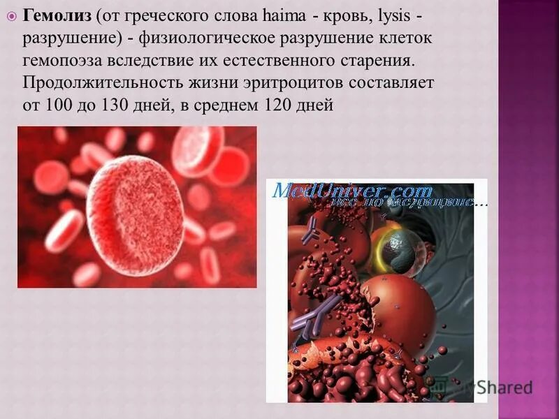 Гемолиз 3. Внутрисосудистый гемолиз эритроцитов. гемолиз – внутрисосудистое разрушение эритроцитов.. полный гемолиз эритроцитов. лизис эритроцитов.