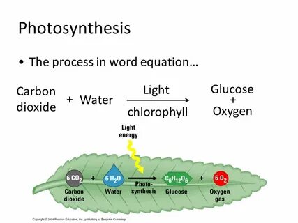 Photosynthesis