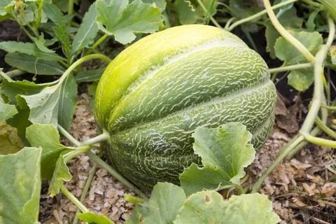 Лучшая дыня для средней полосы