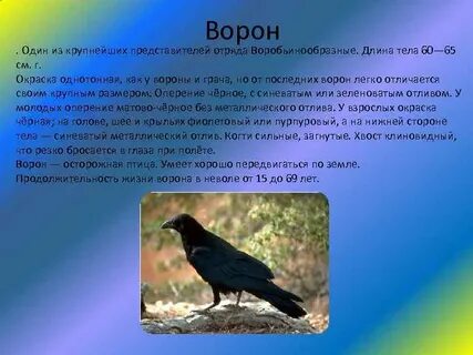 Время жизни вороны