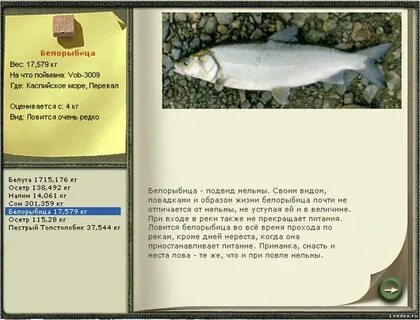 Белорыбица где водится и что за рыба
