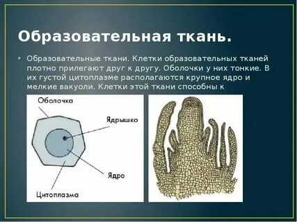 Рост клетки какая ткань