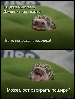 Ежик чихнул