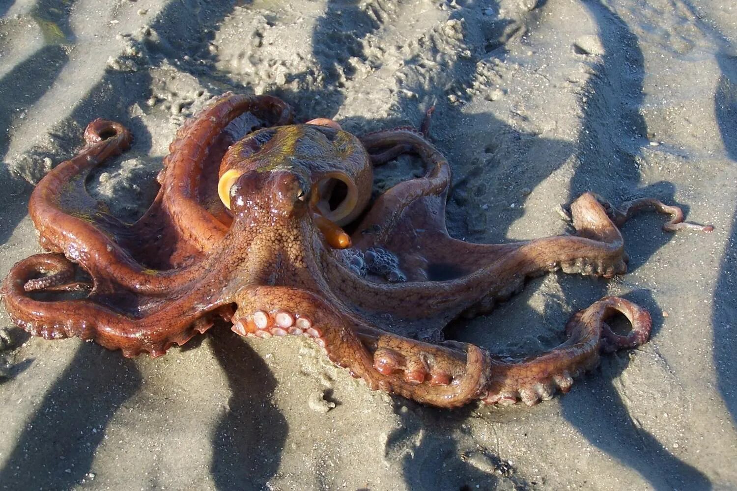 опасны ли осьминоги. осьминог дофлейна гигантский. осьминог. опасны ли осьминоги. огромный осьминог.