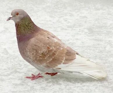 Голуби коричневого цвета