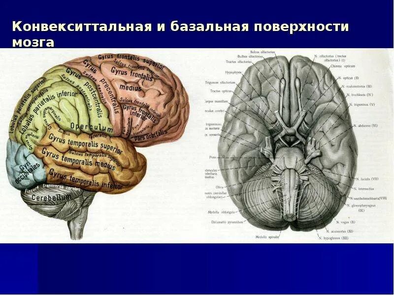 Усиленный в базальных отделах. Конвекситальные отделы головного мозга. Конвекситальная поверхность головного мозга. Конвекситальная поверхность лобной доли. Конвекситальная поверхность мозга это.