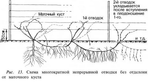 На какую глубину уходят корни