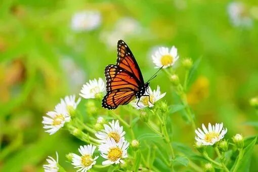 Butterflies - Desktop Nexus Wallpapers Papel de parede borboletas, Margaridas, B