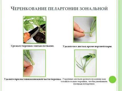 Укоренение вегетативных черенков