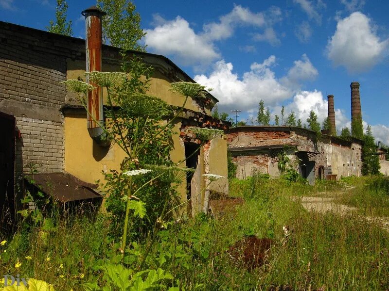 Кикерино заброшенный завод. Заброшка в горном. Завод горн. Завод в кикерино. Кикерино ленинградская.