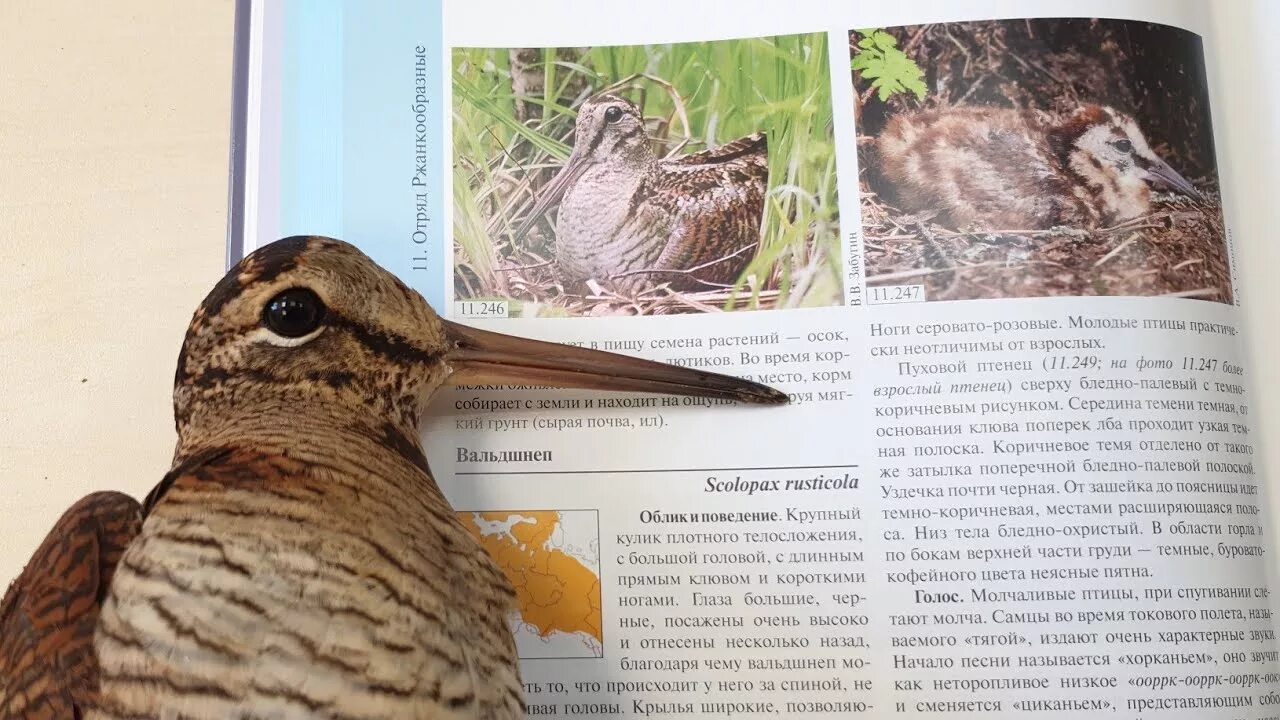 Перья птицы вальдшнеп. Вальдшнеп птица птенец. Вальдшнеп и Бекас птица. Вальдшнеп или Кулик. Вальдшнеп птица место обитания.